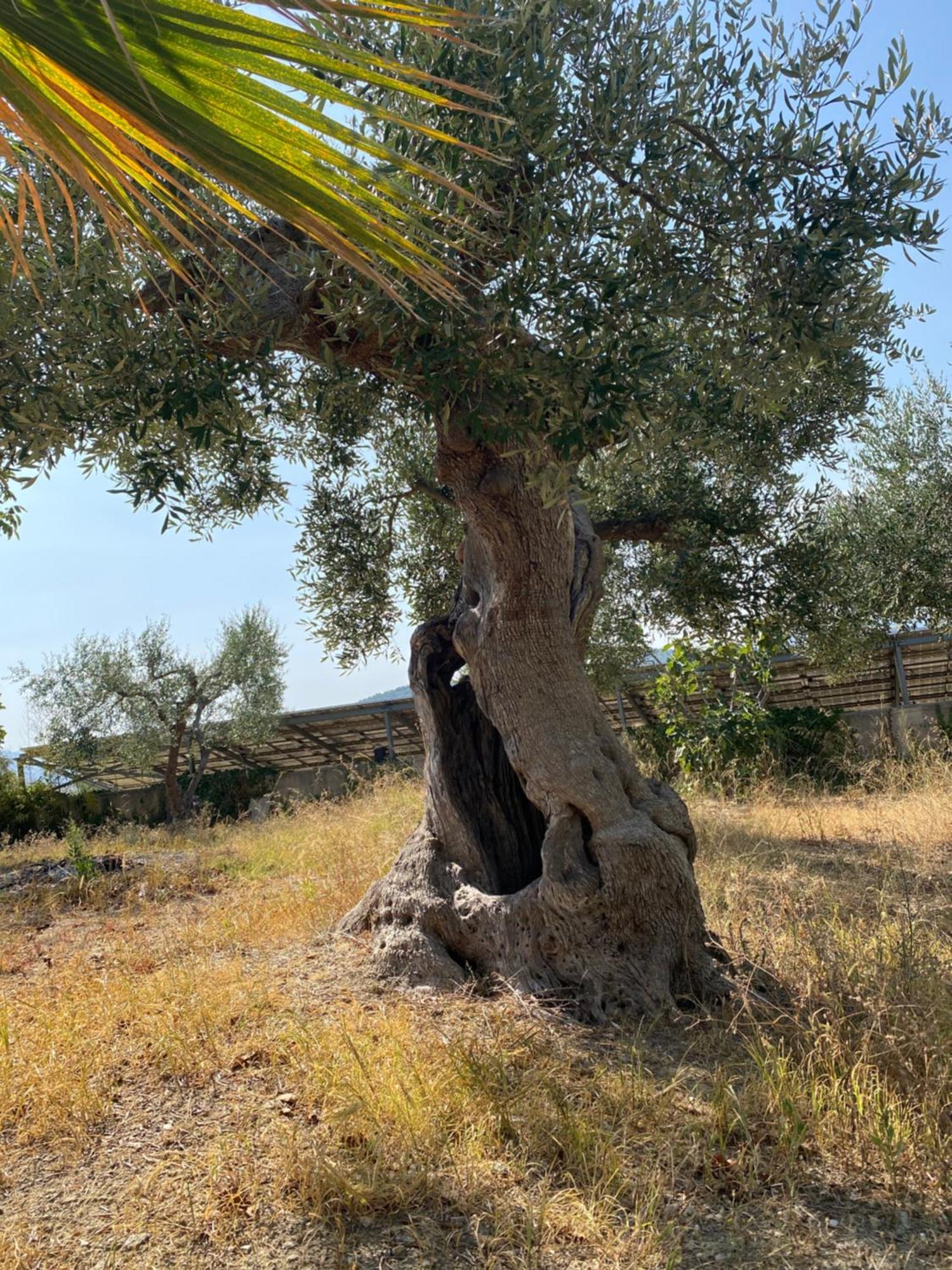 Villa Vittoria Matera Eksteriør billede